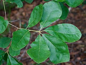 Quercus arkansana.jpg