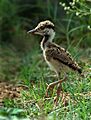 Red wattled lapwing immature