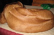 Rhodesian Ridgeback double swirl