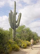 Saguaro Cactus AZ