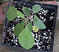 Sassafras, Saxifras, Tea Tree, Mitten Tree, Cinnamonwood (Sassafras albidum) sapling