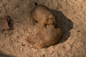 Schwarzschwanz-Präriehund bei der Fellpflege