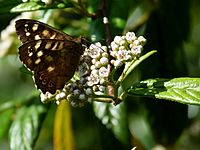 Speckled Wood Butterfly