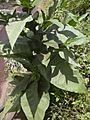 Starr 040501-0030 Nicotiana tabacum