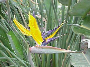 Strelitzia reginae0