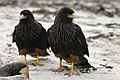 Striated Caracara on Sealion Island