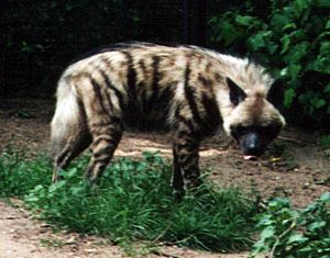 Striped Hyena