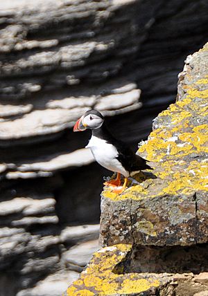 Stroma puffin