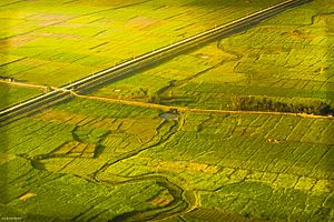 Terai nepal