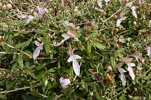 Teucrium fruticans detail