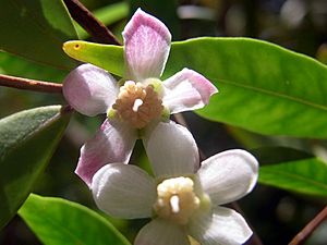 Uromyrtus australis flowers