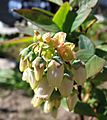 Vaccinium corymbosum Blüten