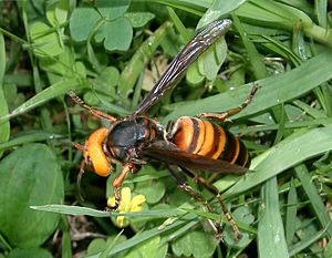 Vespa mandarinia japonica1