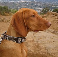 Vizsla-profile