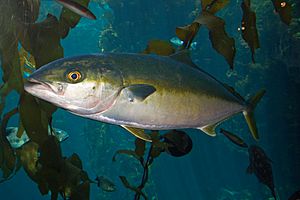 Yellowtail amberjack