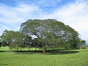 Árbol de Guancaste