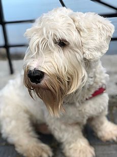 Adult Sealyham Terrier