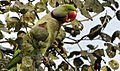 Alexandrine Parakeet at Saltlake Kolkata, West Bengal, INDIA