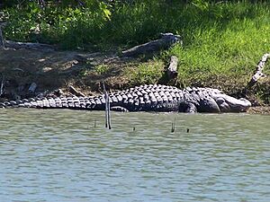 Alligator At Choke Canyon