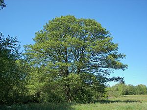 Alnus glutinosa 011