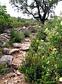 Araghju sentier (premières montées) 1