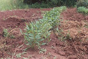 Bambara in the field