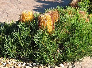 Banksia Birthday Candles.jpg