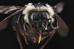 Bombus bimaculatus f face