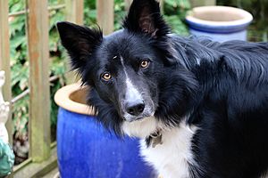 Border Collie, Shadow, Black & White Coat, Ireland