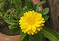 Calendula Field Marigold Calendula arvensis