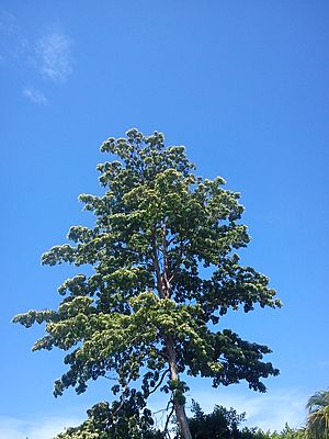 Calycophyllum candidissimum in Managua.jpg