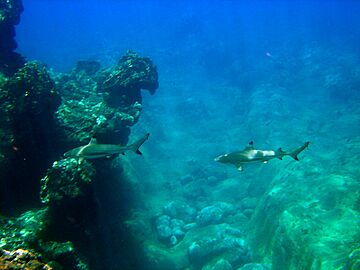 Carcharhinus melanopterus guam 2