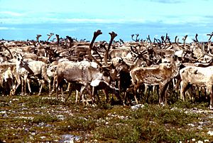 Caribou Thelon River 1978.jpg