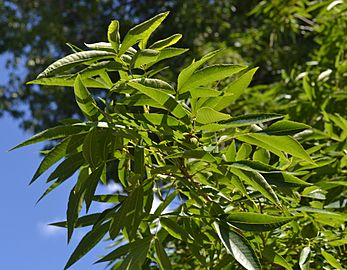 Carya cordiformis leaves