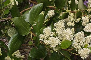 Ceanothus velutinus 4687.JPG