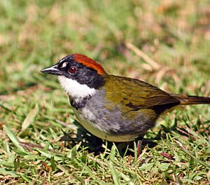 Chestnut-capped brushfinch (Arremon brunneinucha elsae).jpg