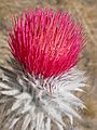 Cirsium occidentale candidissimum (5378323652)