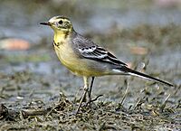 Citrine wagtail I IMG 8326