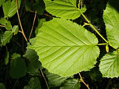 Corylus avellana 001