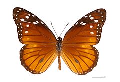 Danaus eresimus eresimus MHNT dos.jpg