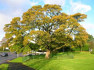 DarnleySycamore