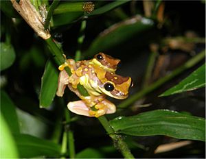 Dendropsophus ebraccatus01