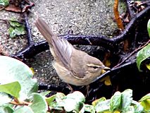 Dusky Warbler.jpg