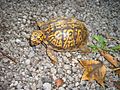 Eastern box turtle