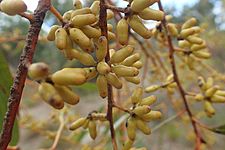 Eucalyptus brockwayi buds (2)