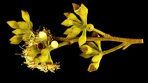 Eucalyptus carnea buds