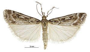 Eudonia cyptastis male.jpg