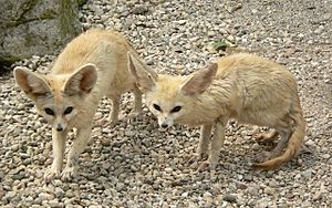 Fennec Foxes