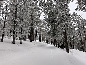 Frazier Mountain Snow