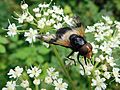 GT Hoverfly Leucozona lucorum